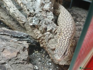 Monitor reptiles Yoshi the Akie monitor lizard - Advert 15