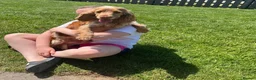 Cocker Spaniel dogs for sale: Fantastic HEALTH tested KC REG show type cocker 🐶 - Advert 12
