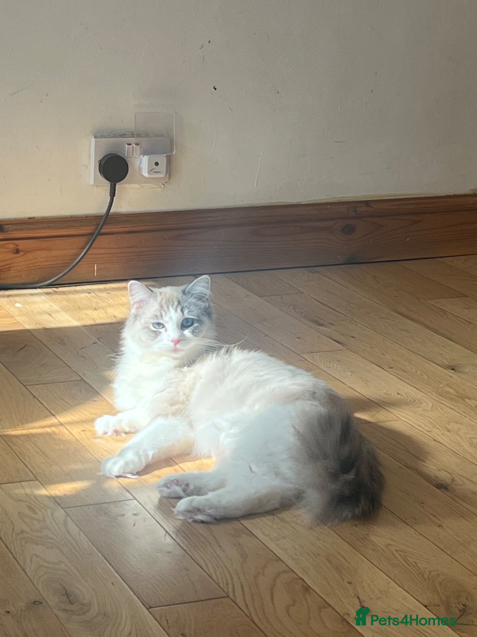 Ragdoll cats Stunning pure ragdoll kittens - Advert 1