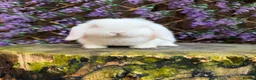 Mini Lop rabbits for sale: Mini lop siblings Ready now  - Advert 4