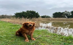 Golden Retriever dogs for sale: Handsome kc dark red golden retriever  - Image 4