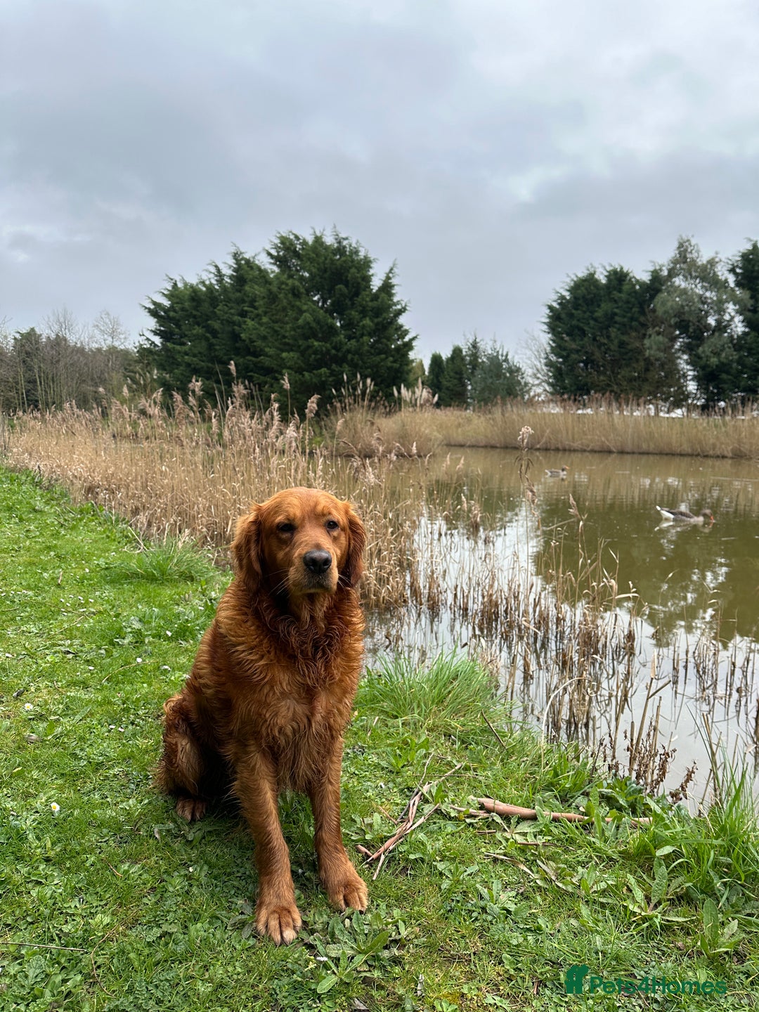 Golden Retriever dogs for sale: Handsome kc dark red golden retriever  - Image 4