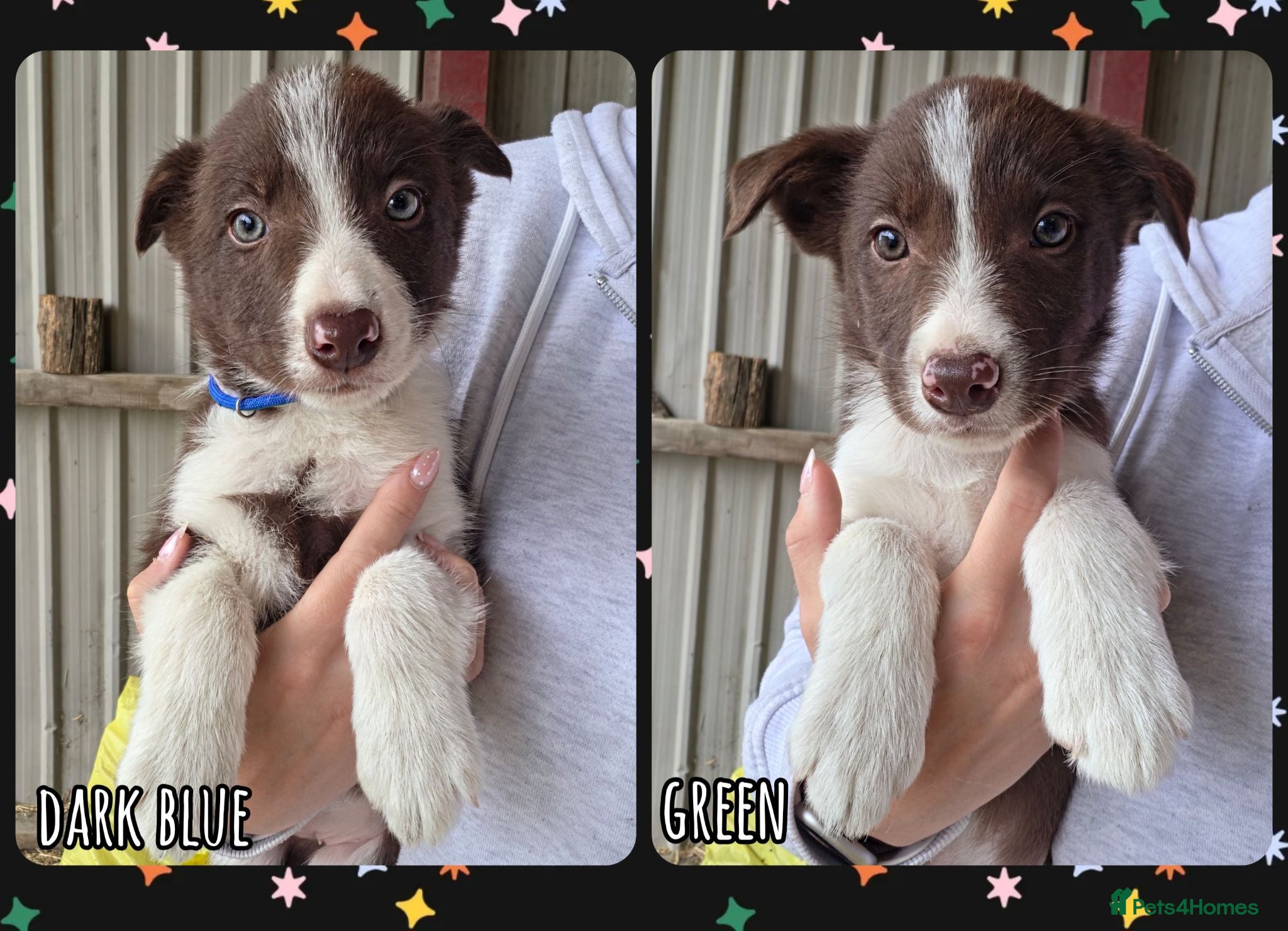 Border Collie dogs ISDS Registered Border Collie Puppies - Advert 11