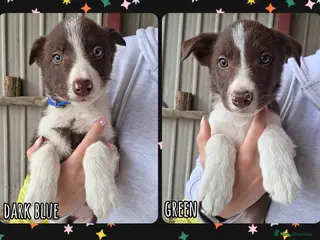 Border Collie dogs ISDS Registered Border Collie Puppies - Advert 11