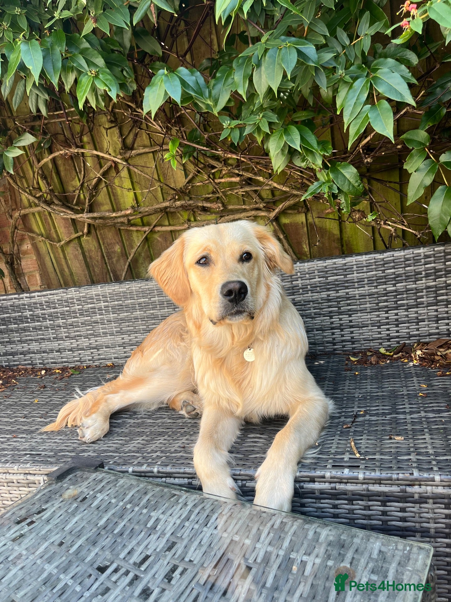 Golden Retriever dogs 11 month male golden retriever  - Advert 18