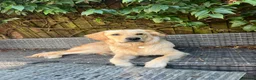 Golden Retriever dogs for sale: 11 month male golden retriever  in High Wycombe - Advert 1