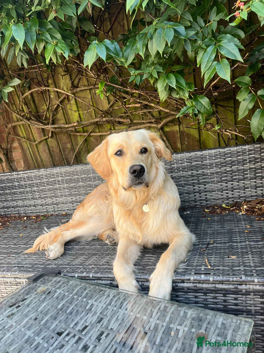 Golden Retriever dogs for sale: 11 month male golden retriever  in High Wycombe - Advert 1