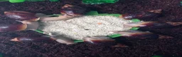 Snails invertebrates for sale: Giant African Land Snails Juveniles in Milton Keynes - Advert 5