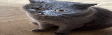 British Shorthair 1