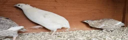 Quail poultry for sale: 13 female quail 1 male - Advert 2