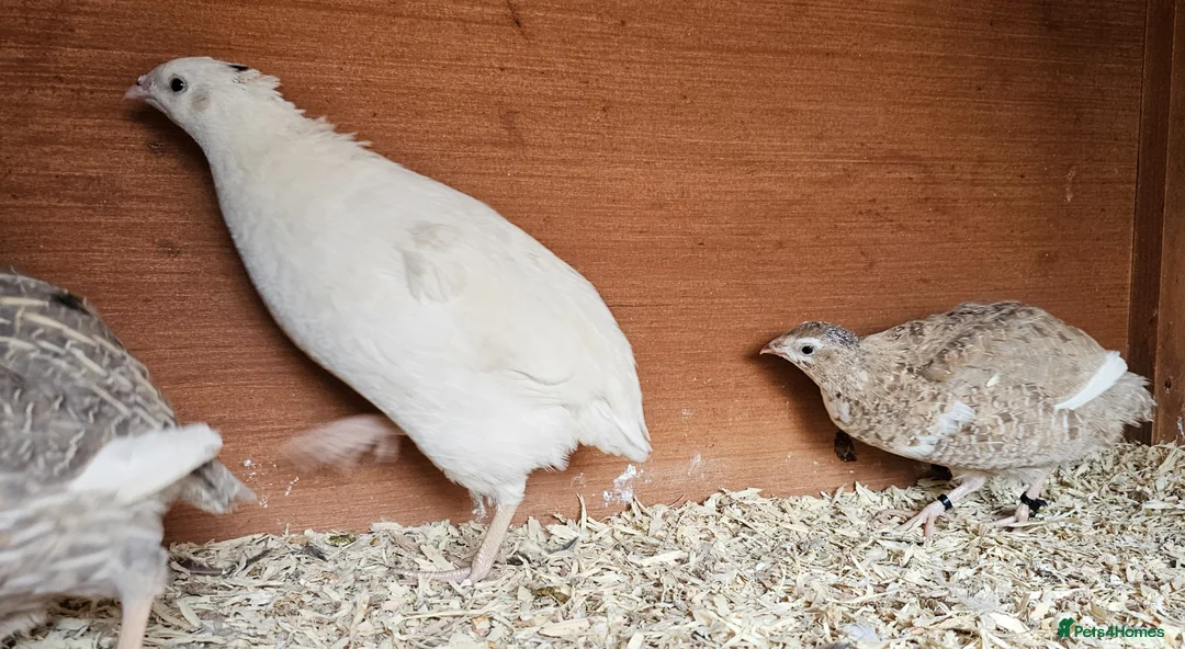 Quail poultry for sale: 13 female quail 1 male - Advert 2