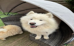 Samoyed dogs for sale: 🐾 🐶 AMAZING, UNIQUE, HEAD TURNING male Samoyed - Image 18