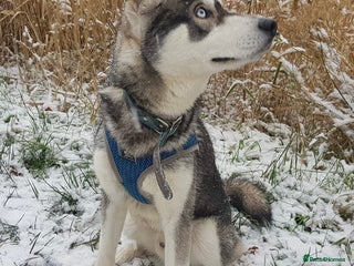 Siberian Husky dogs in Heywood - Advert 4