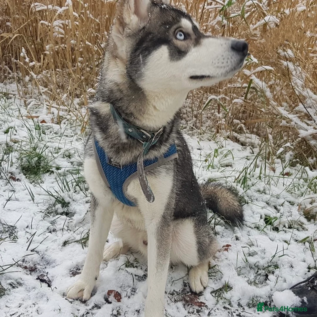 Siberian Husky dogs for stud:  Loki in Heywood - Advert 1