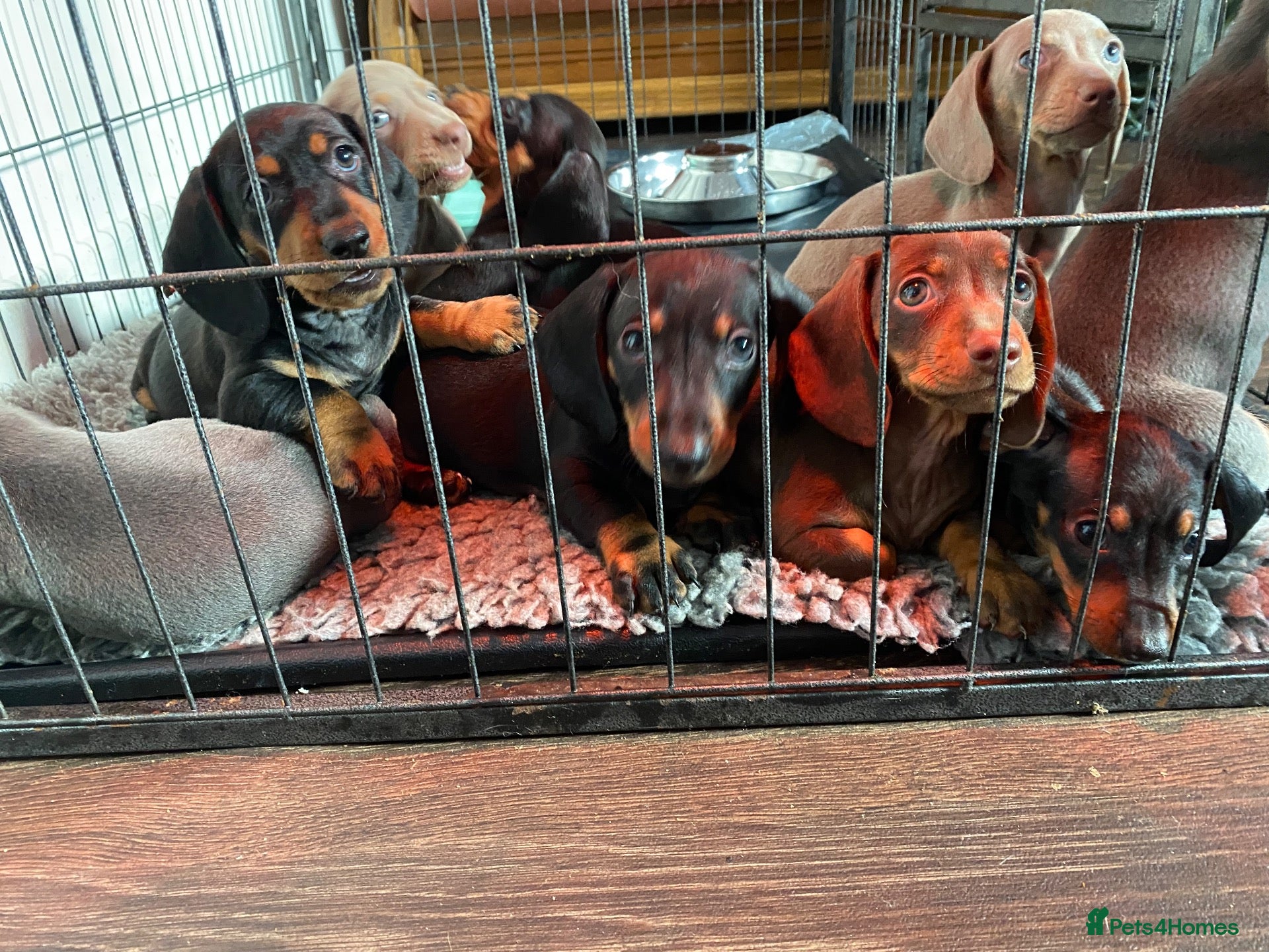 Dachshund dogs 9 Miniature Dachshunds – Ready 19th October! - Advert 2
