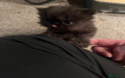 Persian cats for sale: Gorgeous Black Persian Kittens – GCCF Registered  - Image 13