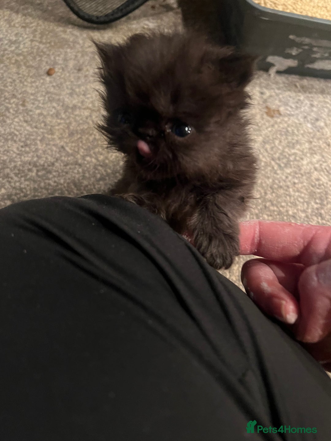 Persian cats for sale: Gorgeous Black Persian Kittens – GCCF Registered  - Image 13