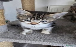 Bengal cats for sale:  Bengal with long haired blk & white kittens - Image 20