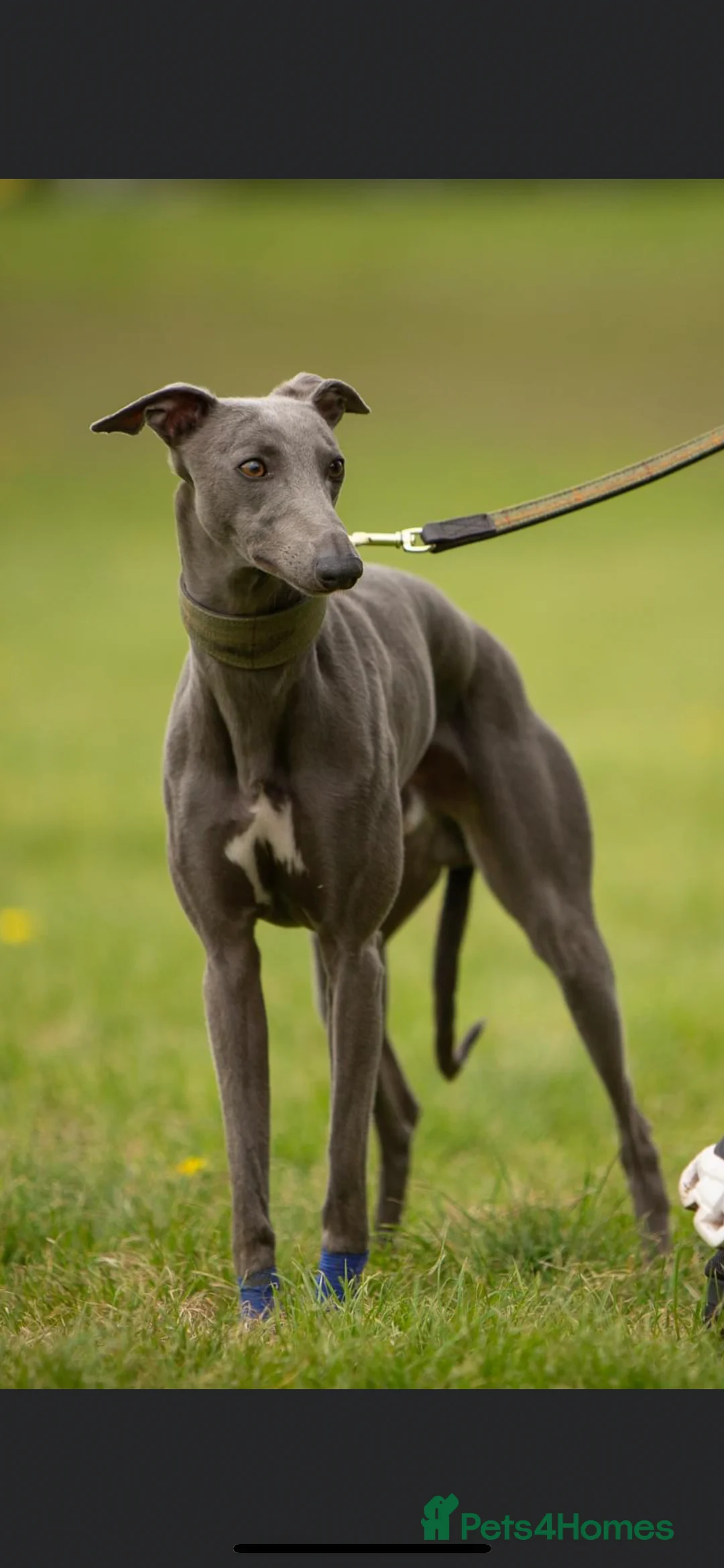 Whippet dogs for stud: KC Registered Blue Whippet Proven Stud Dog in Barnsley - Advert 1