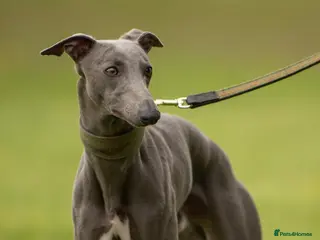 Whippet dogs KC Registered Blue Whippet Proven Stud Dog in Barnsley - Advert 1