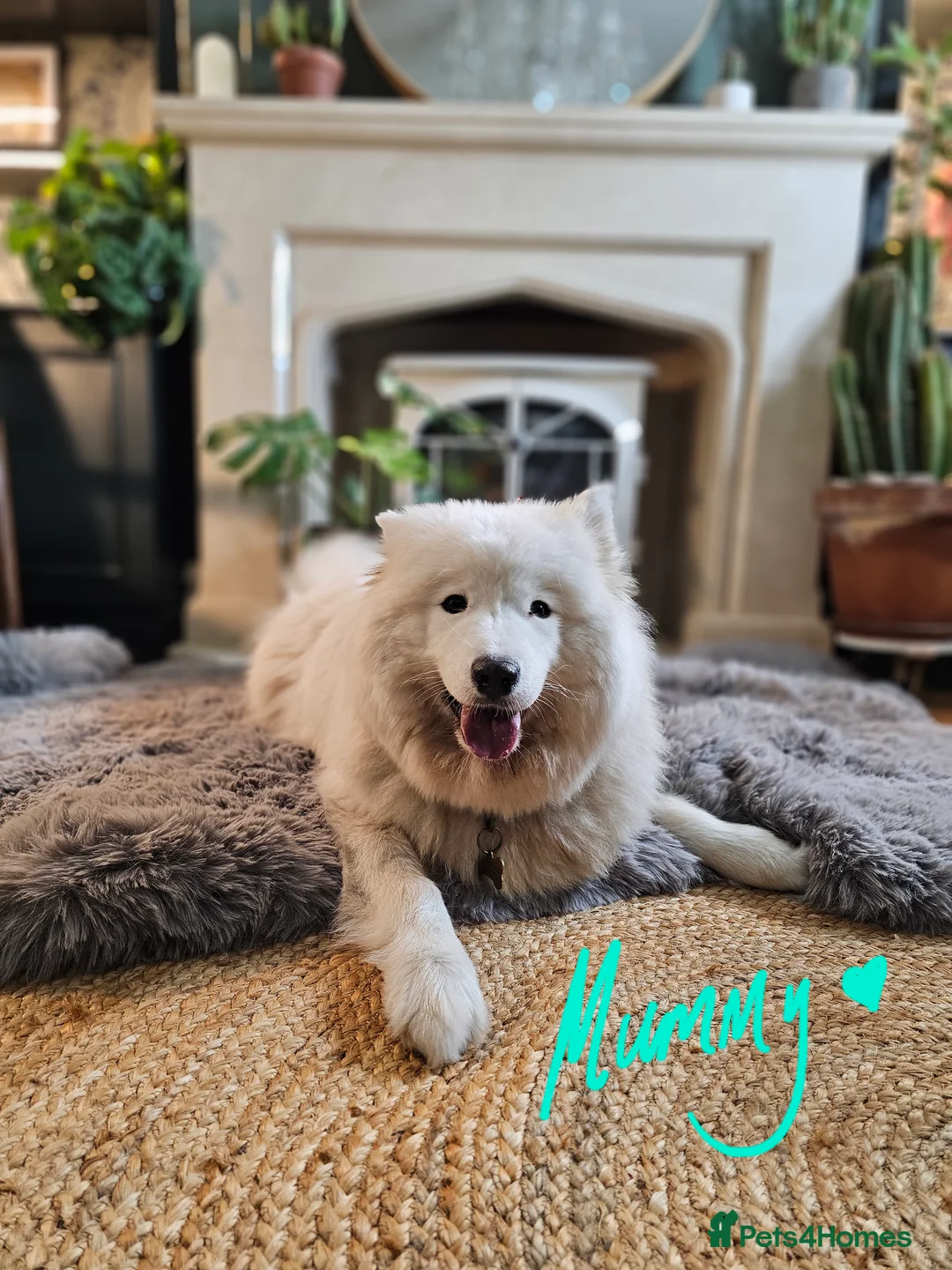 Samoyed dogs for sale: ⭐ EXCEPTIONAL BEAR-HEAD PUPPIES ⭐Champion Heritage - Advert 5