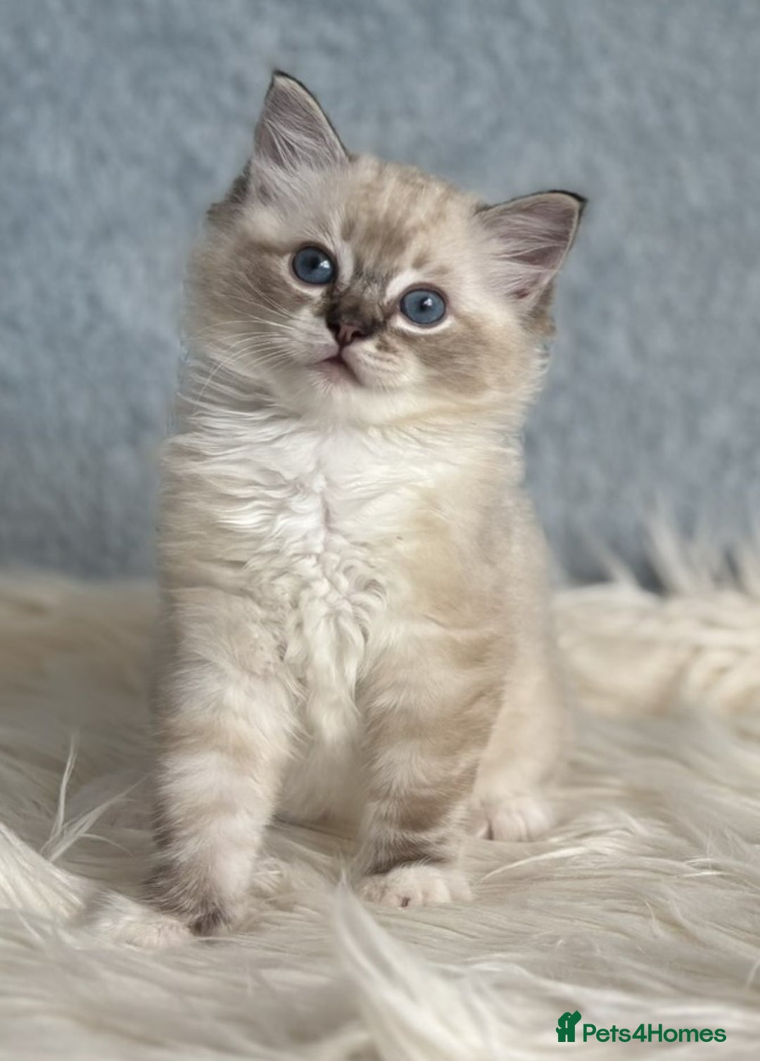 Ragdoll cats for sale: Three beautiful Ragdoll Ready to Leave 20/12/2025  - Advert 27