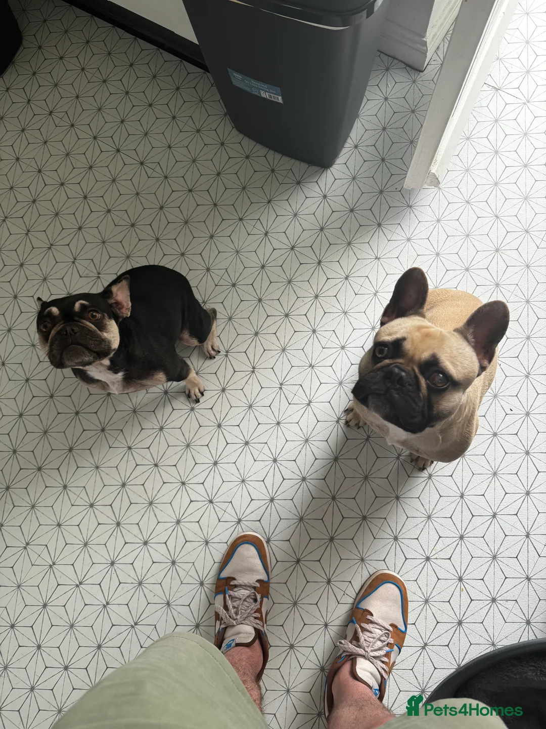 French Bulldog dogs for sale: Looking for forever home - Advert 4