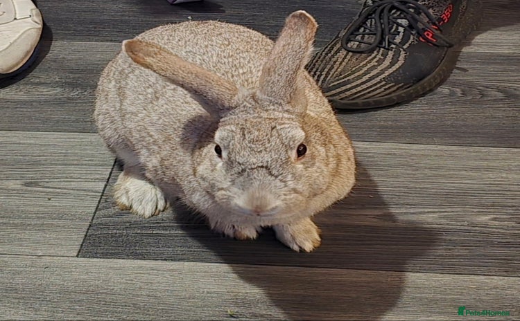 British Giant rabbits - Advert 1