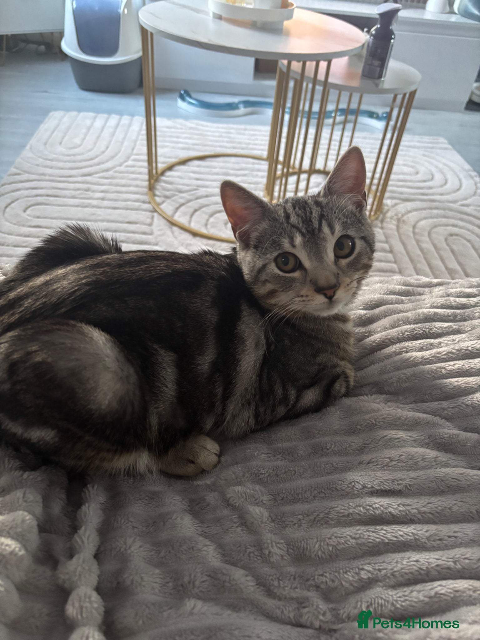 British Shorthair cats Light grey British short hair  - Advert 10
