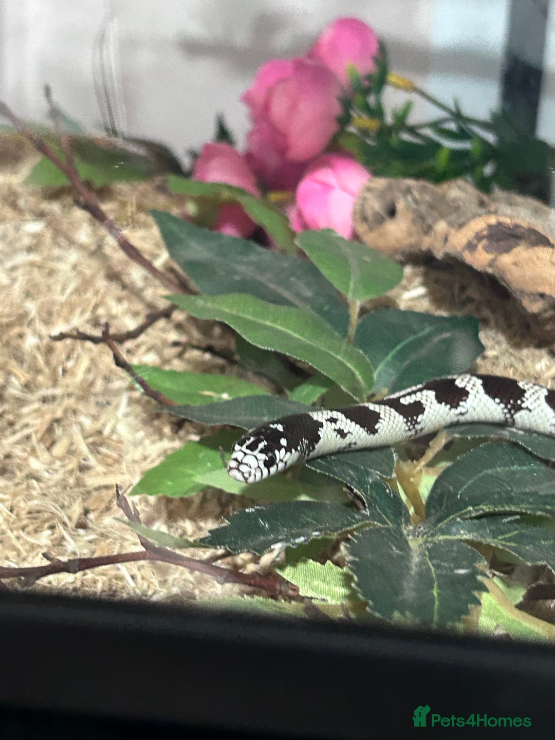King Snake reptiles for sale: 1 year old California king snake - Advert 7
