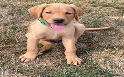 Labrador Retriever dogs for sale: REDUCED! FTCH sired KC fully health tested - Image 5