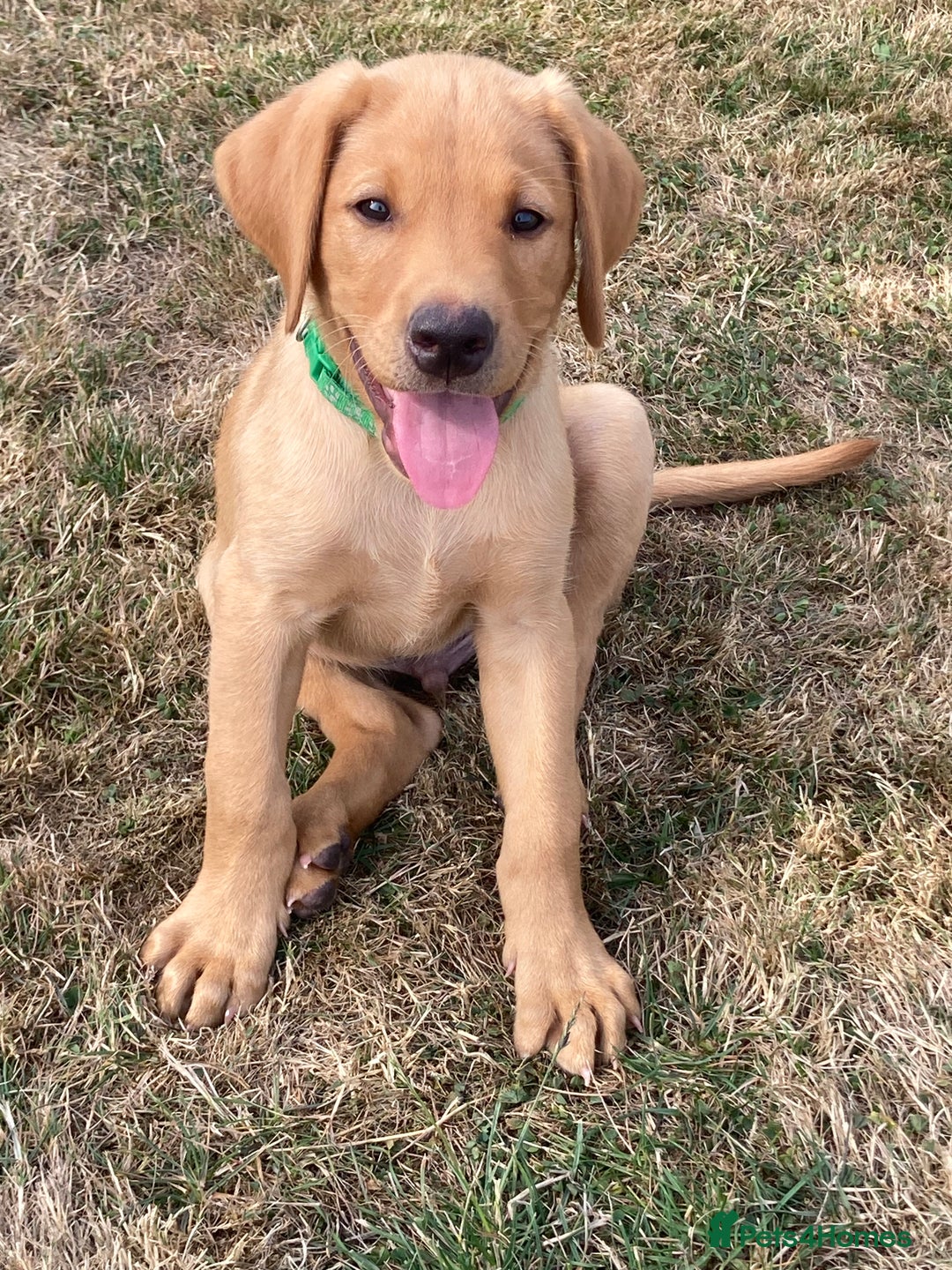 Labrador Retriever dogs for sale: REDUCED! FTCH sired KC fully health tested - Image 5