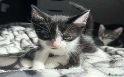 Bengal cats for sale: Adorable Half Bengal Kittens for Sale - Image 3