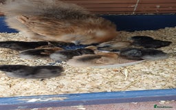 Chickens poultry for sale: Silkie chicks available for new homes - Image 5