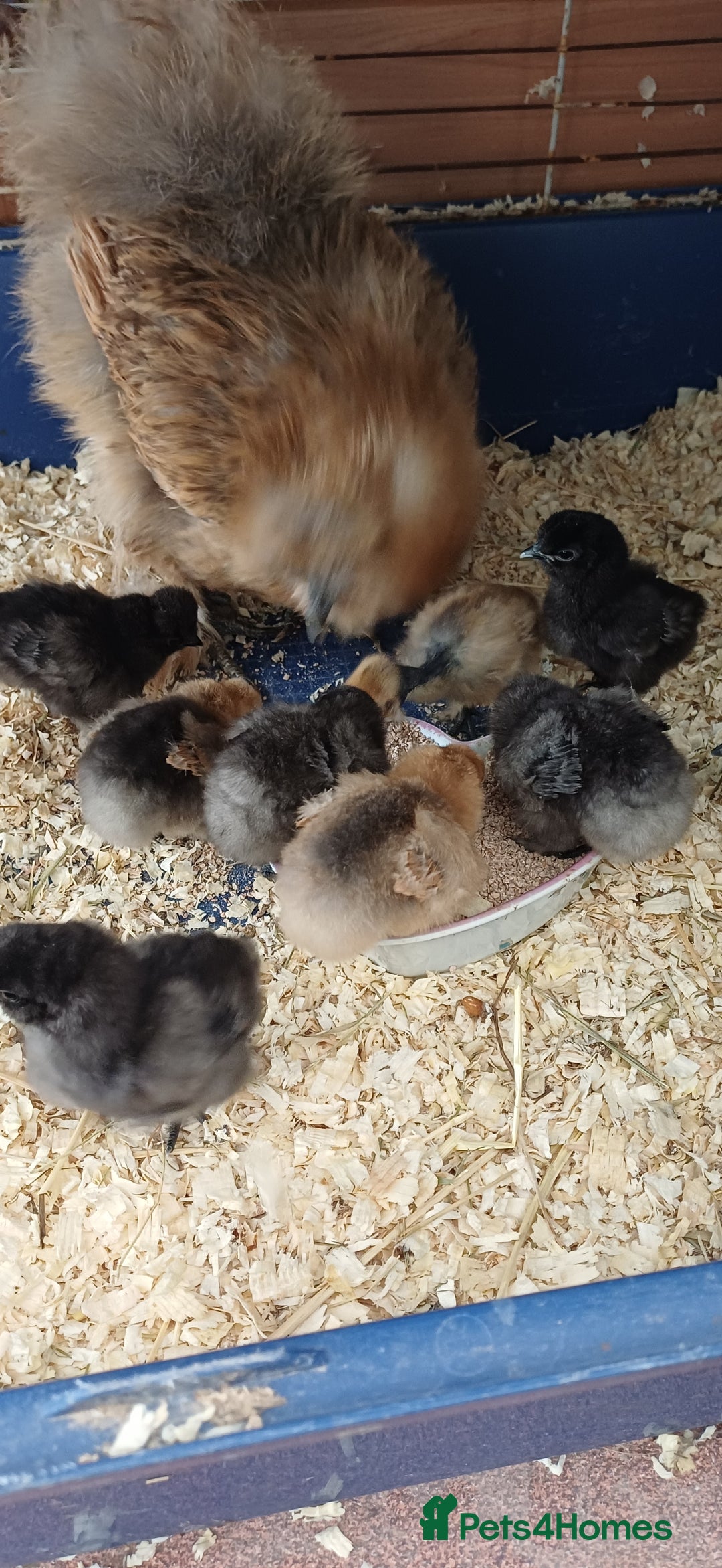 Chickens poultry for sale: Silkie chicks available for new homes - Image 5