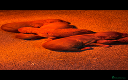 Cockapoo dogs for sale: Cockapoo Puppies - Image 7