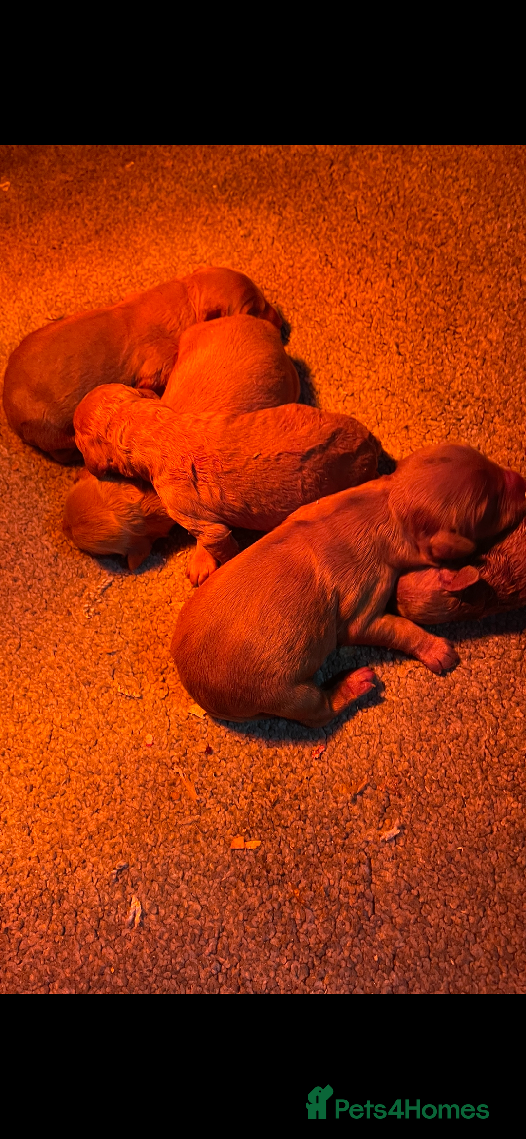 Cockapoo dogs for sale: Cockapoo Puppies - Image 7