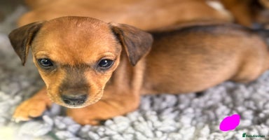Mixed Breed dogs - Advert 13