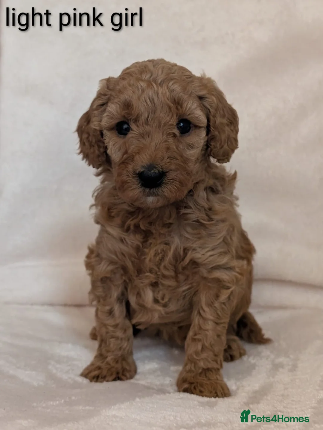 Cavapoo dogs for sale: Adorable Cavapoo puppies - Advert 2