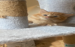 Maine Coon cats for sale: Maine Coon cross Ragamuffin kittens.  - Image 5