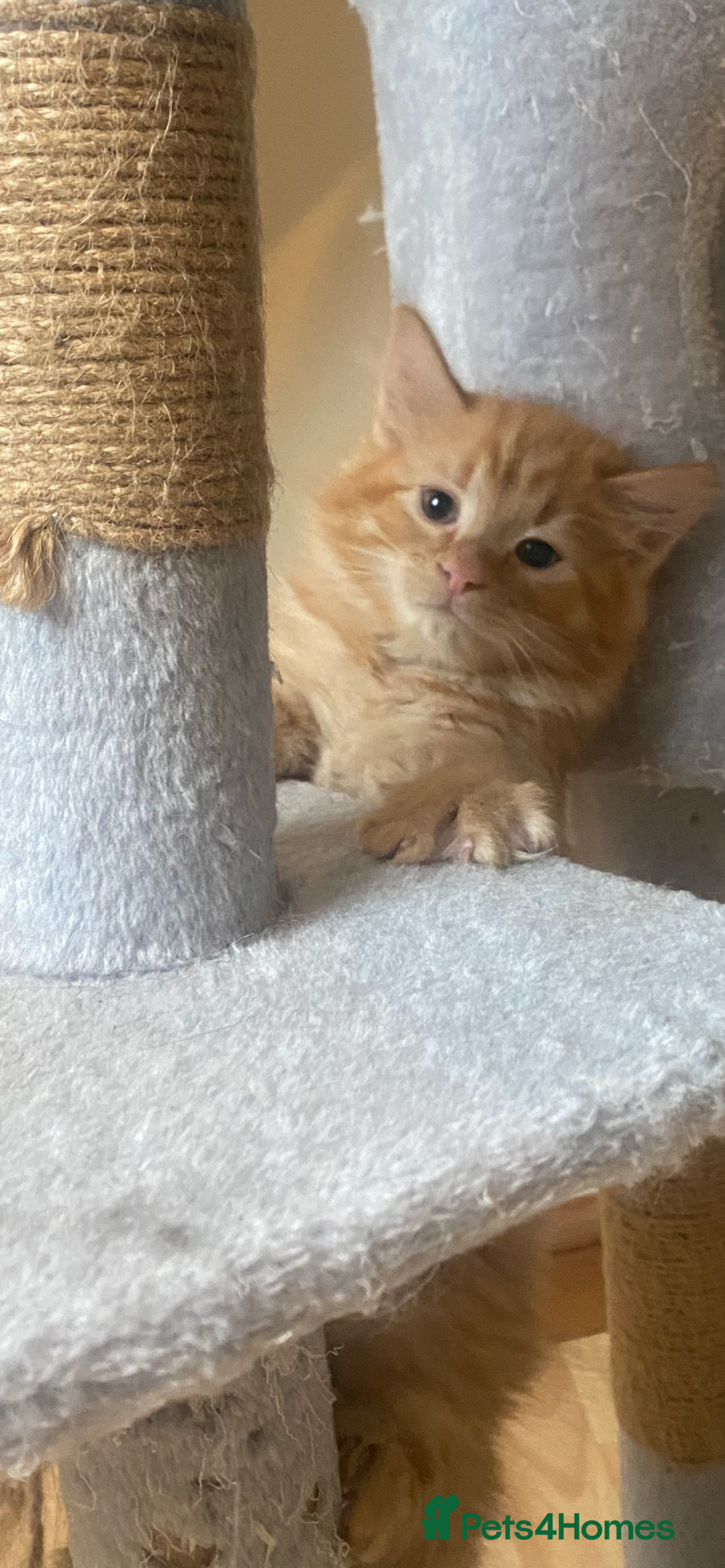 Maine Coon cats for sale: Maine Coon cross Ragamuffin kittens.  - Image 5