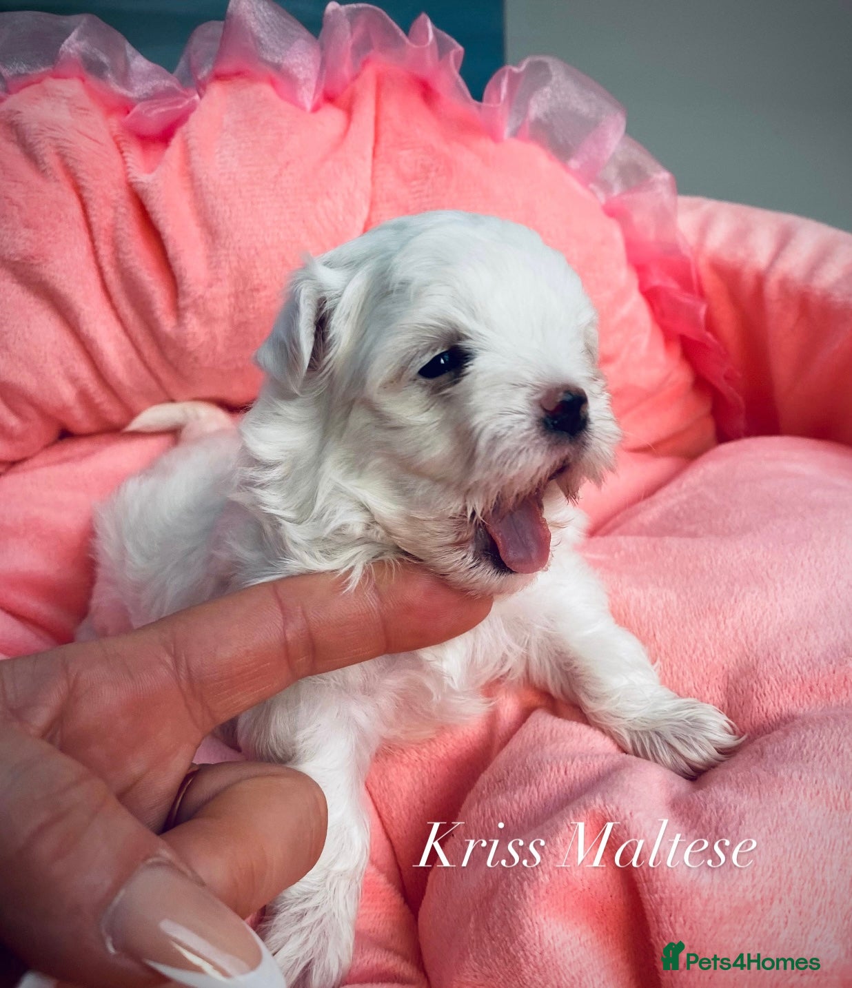 Maltese dogs ✨Outstanding kc registered Korean Maltese puppies✨ - Advert 11