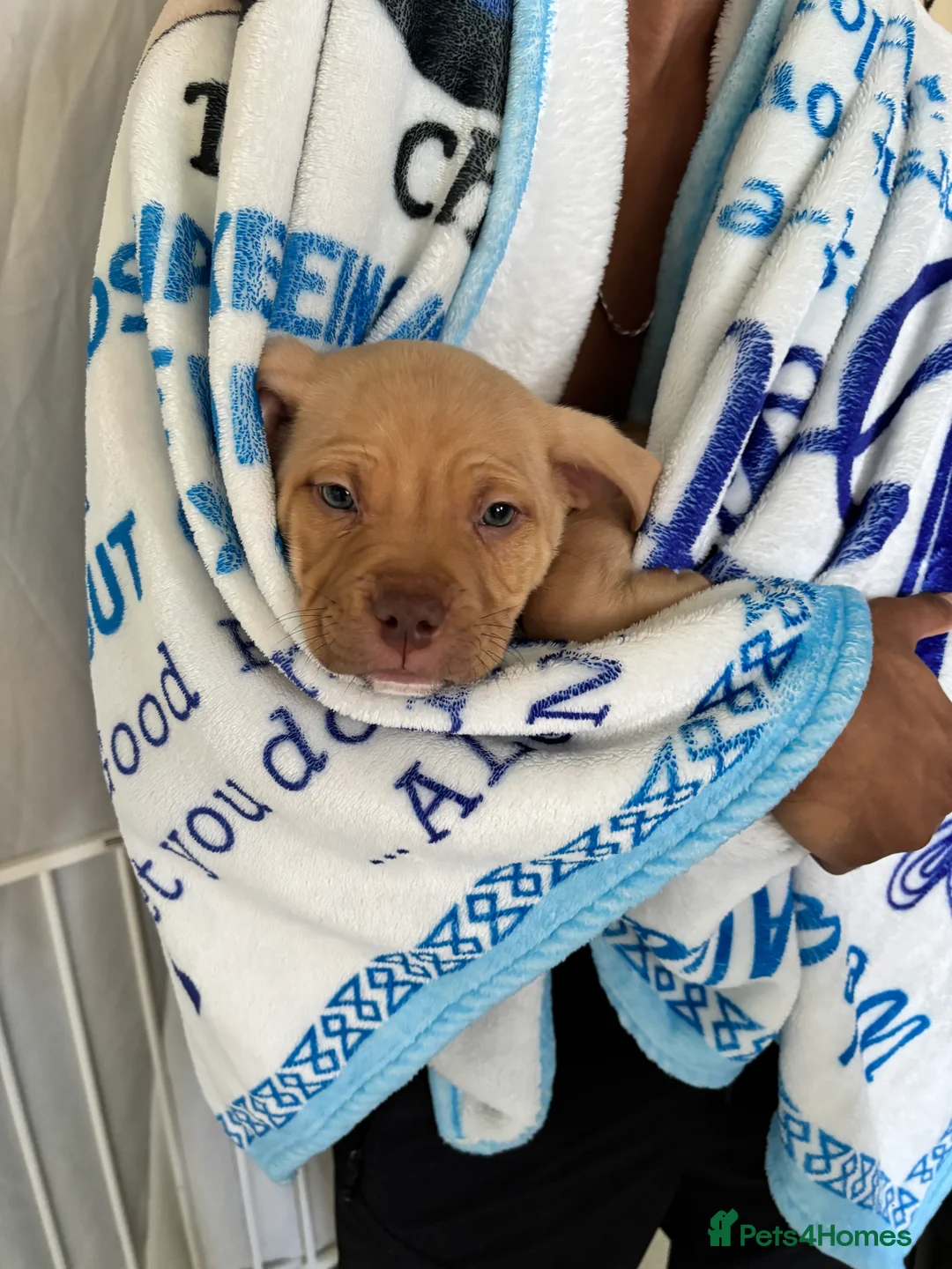 American Bully dogs for sale: Pocket bully pups ready for they forever home  - Advert 2