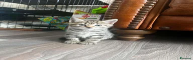 Domestic Shorthair 2