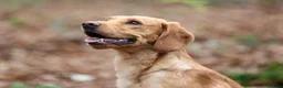 Cockerdor dogs for stud: Cockerdor stud dog. - Advert 1
