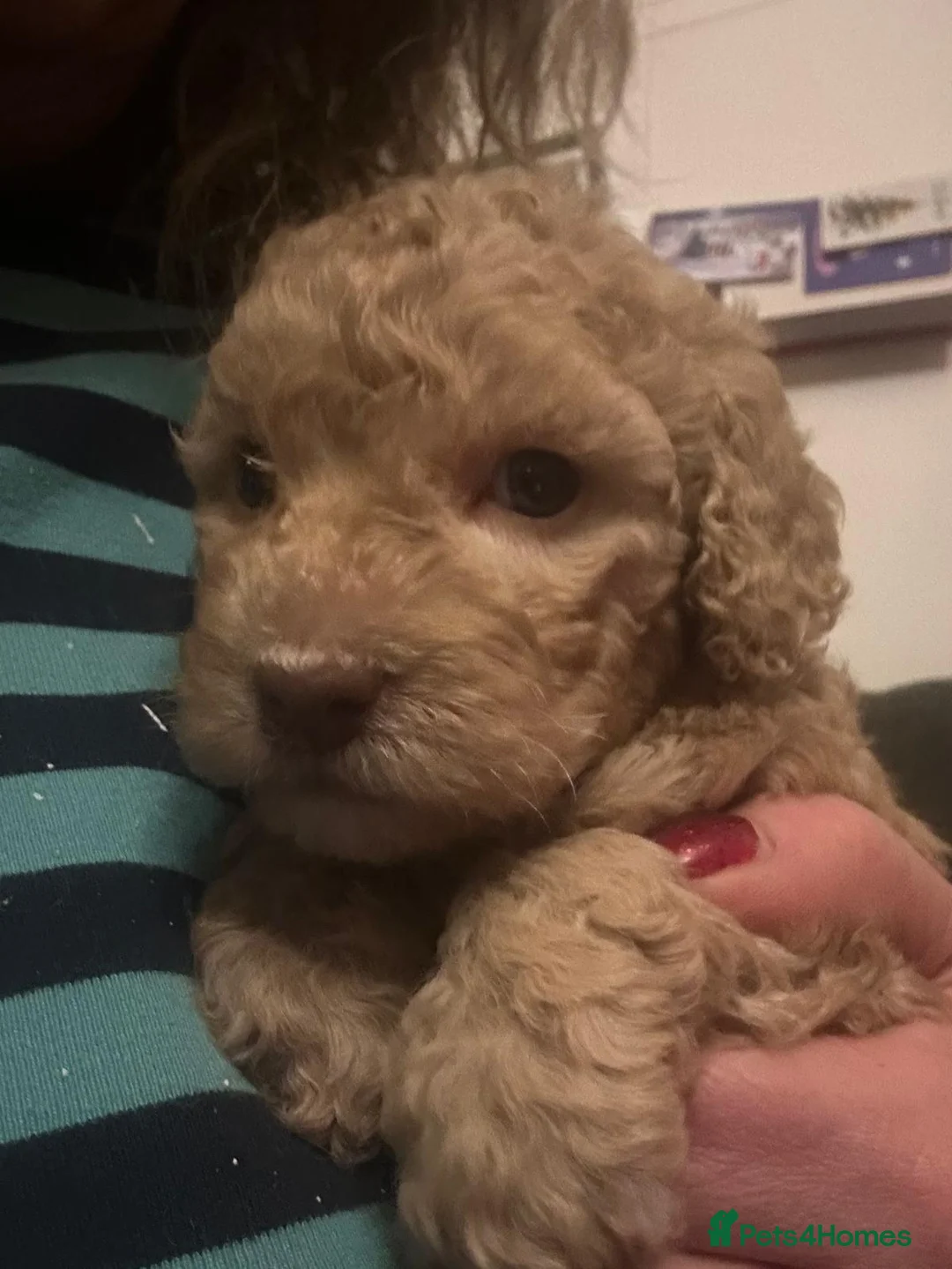 Australian Labradoodle dogs for sale: Australian Labradoodle Puppies - Advert 16