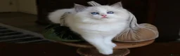 Ragdoll cats for sale: Stunning Pedigree Ragdoll Kittens – Ready Now 😍  in London - Advert 6