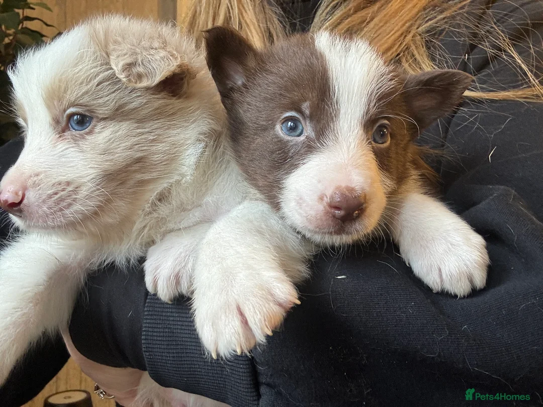 Border Collie dogs for sale: Pure Bred Border Collie Puppies For Sale - Advert 4