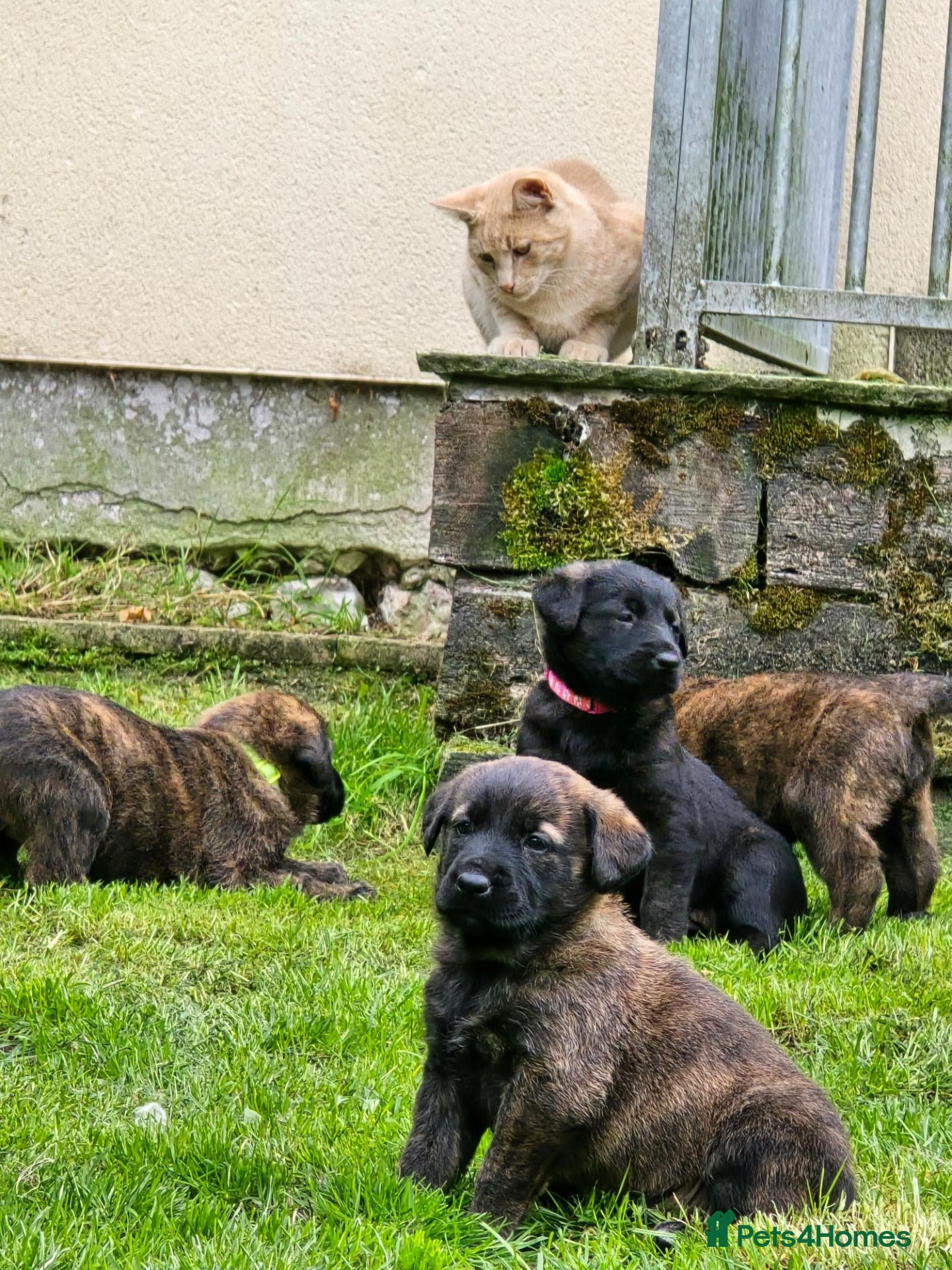 Golden Shepherd dogs Golden shepherd's  - Advert 6