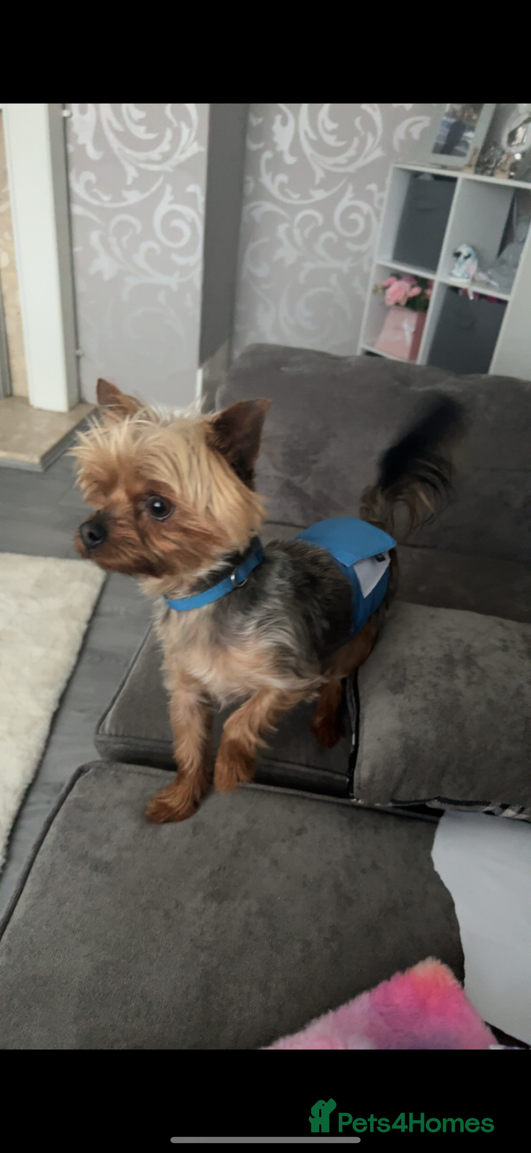 Yorkshire Terrier dogs for sale: Miniature Yorkshire terrier  - Advert 10